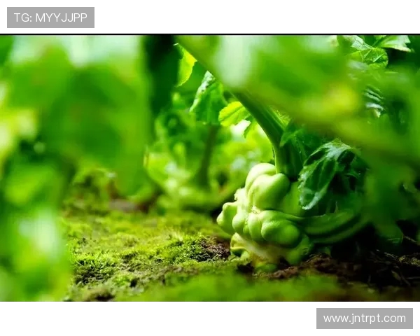 涪陵半马焕新开跑，乌江榨菜香伴征程